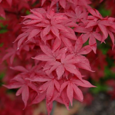 ACER PALMATUM 'TWOMBLY'S RED SENTINEL' RED 10 GALLON