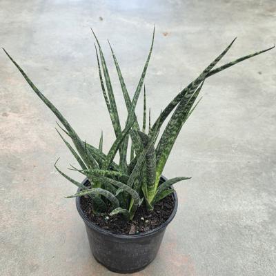 SANSEVIERIA 'FERNWOOD' 6"/6.5" POT