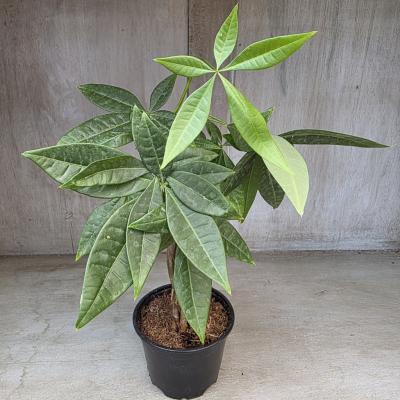 PACHIRA 'MONEY TREE' 4"/4.5" POT