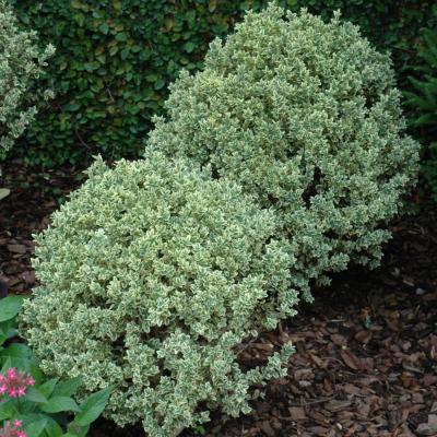 BUXUS SEMPERVIRENS 'VARIEGATA' 3 GALLON